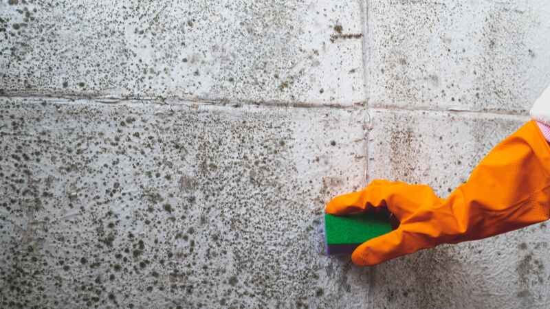 How Soon Can You Plaster After Damp Proofing?